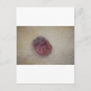 Carte Postale Hérisson bébé