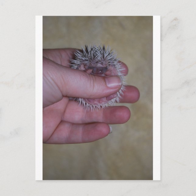 Carte Postale Hérisson bébé à la main (Devant)