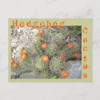 Carte Postale Hérisson Cactus