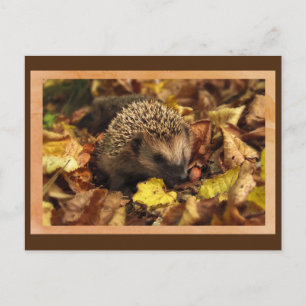 Carte postale Hérisson conviviale