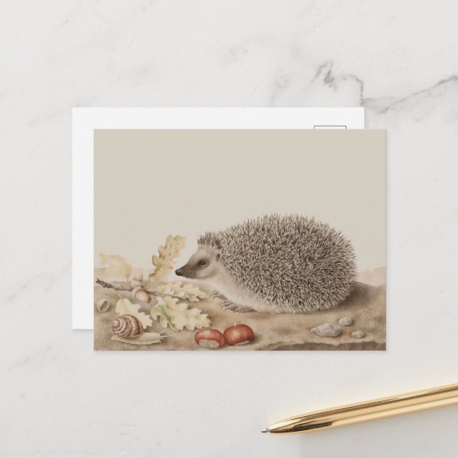 Carte Postale Hérisson par Giovanna Garzoni (Devant/Arrière en situation)
