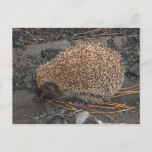 Carte Postale Hérisson Sur De Minuscules Rochers Noirs