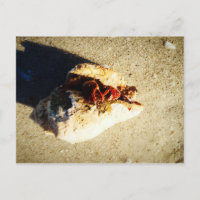 Hermit Crab Clearwater Beach Floride