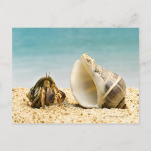 Carte Postale Hermite crabe regardant une coquille plus grande