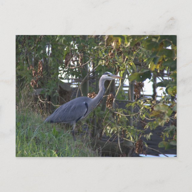 Carte Postale Heron (Devant)