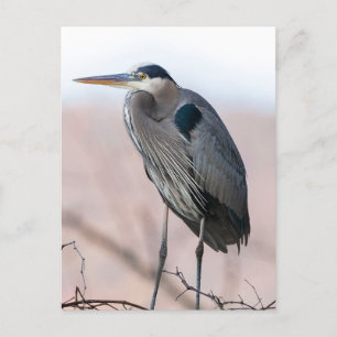 Carte postale Heron