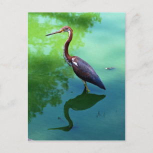 Carte Postale Heron