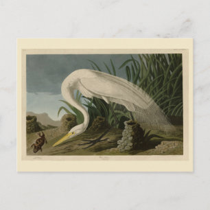 Carte Postale Héron blanc, Grandes aigrettes, Oiseaux d'Amérique