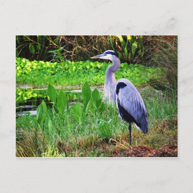 Carte Postale Héron bleu (Devant)