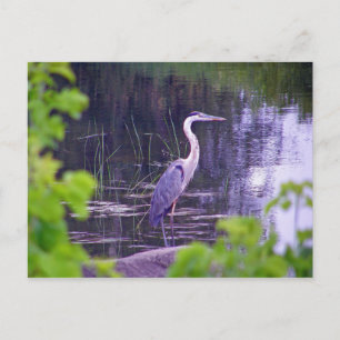 Carte Postale Héron bleu