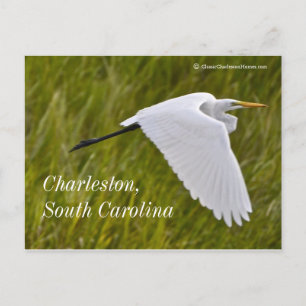 Carte Postale Heron de Charleston
