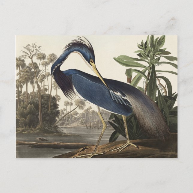 Carte Postale Héron de Louisiane d'Oiseaux d'Amérique (Devant)