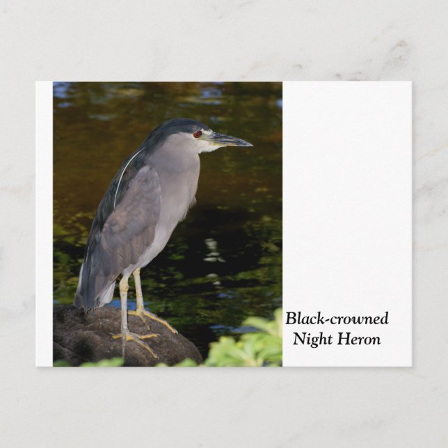 Carte Postale Héron de nuit à couronne noire (Devant)