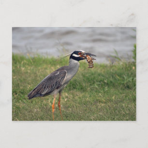 Carte Postale Héron de nuit à la couronne jaune mangeant un Craw