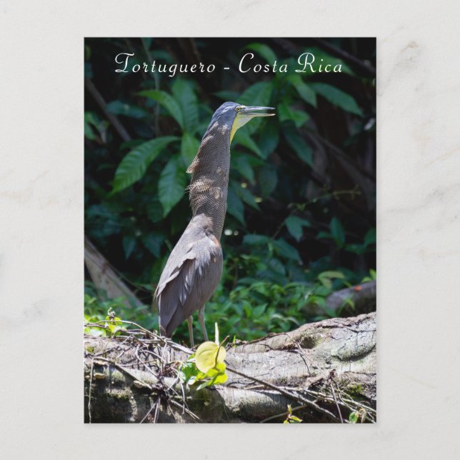 Carte Postale Héron de tigre à gorge nue à Tortuguero (Devant)