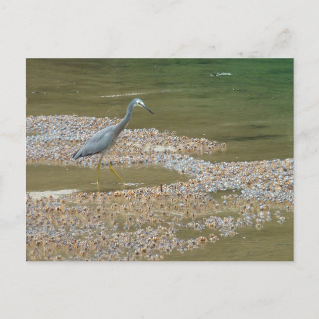 Carte Postale Heron et crabes-bébés Narooma, Australie (Devant)