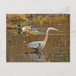 Carte Postale Heron et Mallards