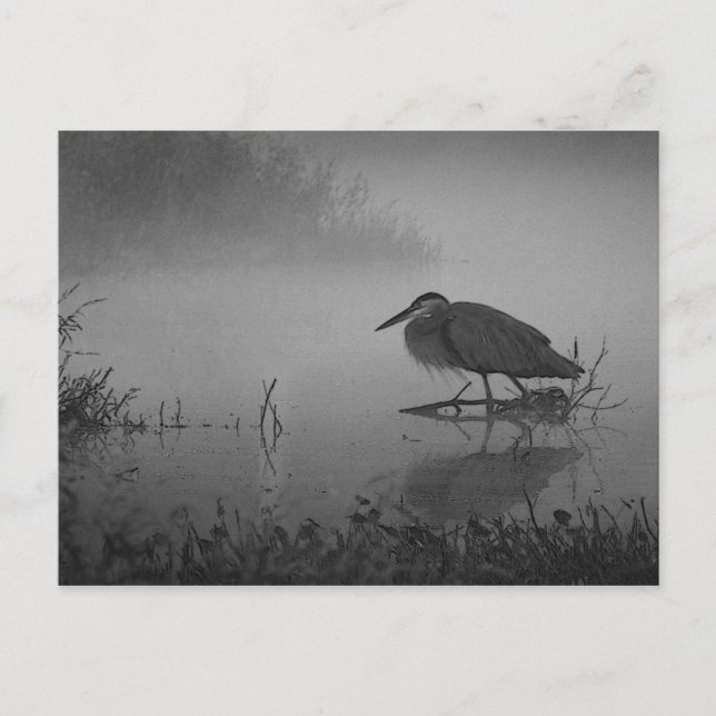 Carte postale Heron Morning (Devant)