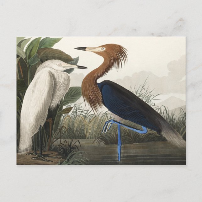 Carte Postale Heron pourpre des oiseaux d'Amérique (Devant)