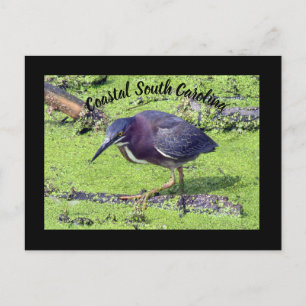 Carte Postale Heron vert