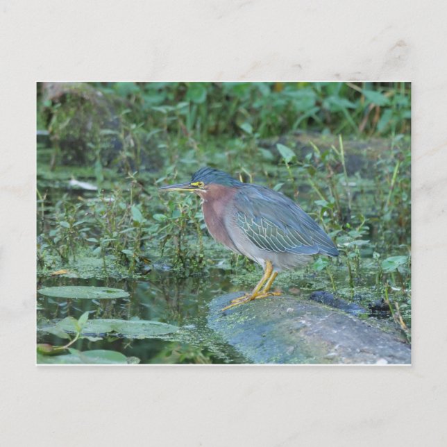 Carte Postale Heron vert (Devant)
