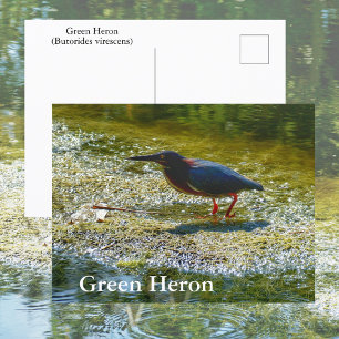 Carte Postale Héron vert, eaux des Everglades, photographie d'oi