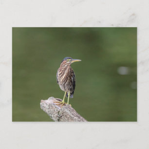 Carte Postale Héron vert sur un log