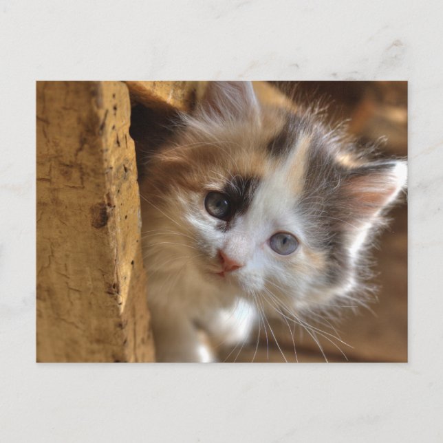 Carte Postale Heterochromie Calico Kitten (Devant)