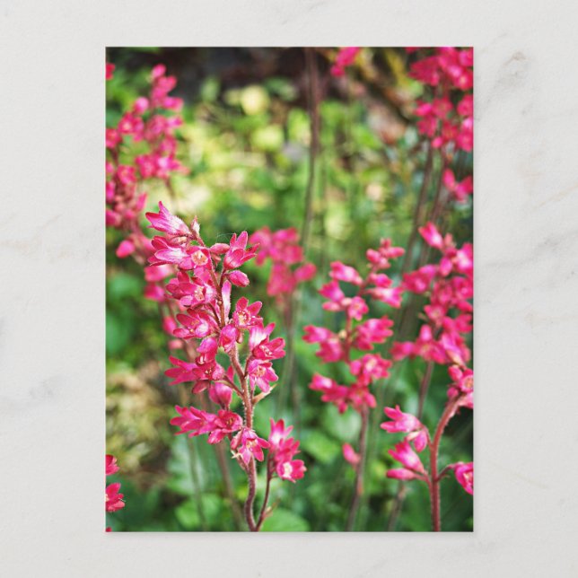 Carte Postale Heuchera En Rose (Devant)