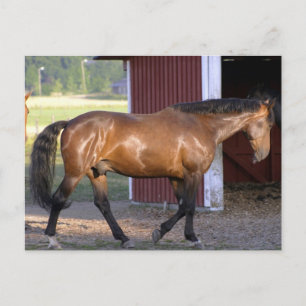 Carte Postale Heure d'alimentation