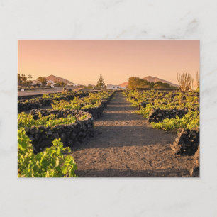 Carte Postale Heure dorée sur les vignobles de La Geria Lanzarot
