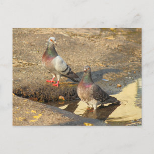 Carte Postale Heure du bain pour les pigeons