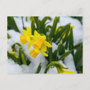 Carte Postale Heure du printemps