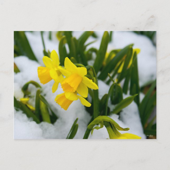 Carte Postale Heure du printemps (Devant)