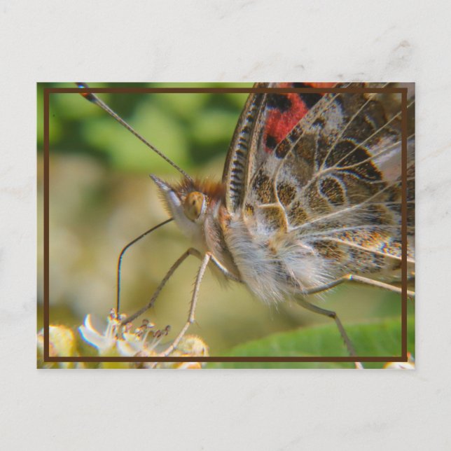 Carte Postale Heure du printemps (Devant)