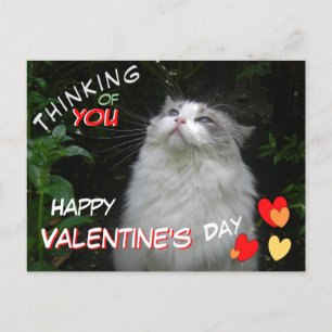 Carte postale Heureuse Sainte-Valentin de chat de 