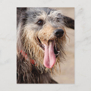 Carte Postale Heureux chien sur une plage