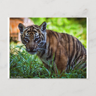 Carte Postale Hi-Res Sumatran Tiger Cub