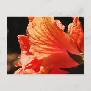 CARTE POSTALE HIBISCUS