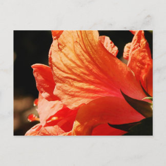 CARTE POSTALE HIBISCUS