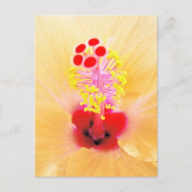 Carte Postale Hibiscus (Devant)