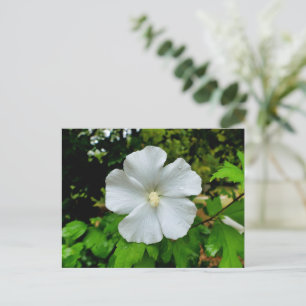 Carte Postale Hibiscus