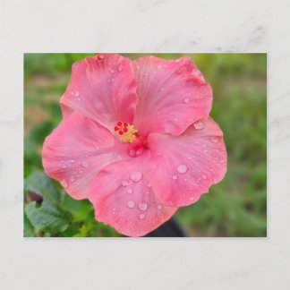 Carte postale Hibiscus