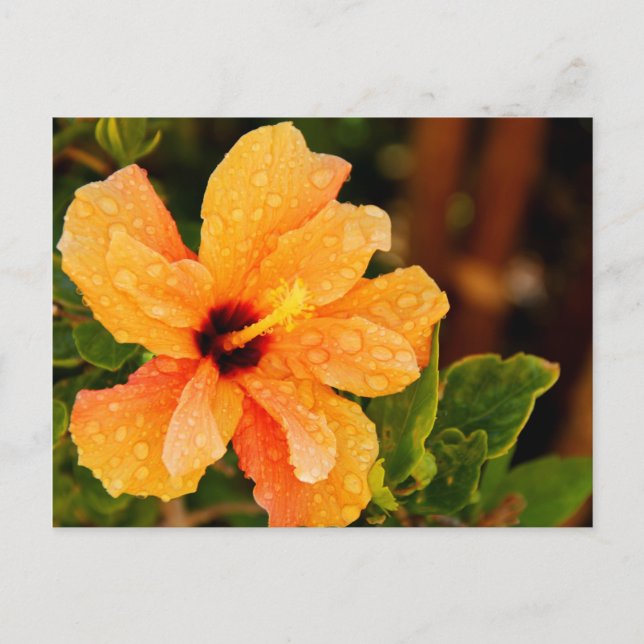 Carte Postale Hibiscus (Devant)