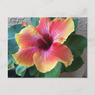Carte Postale Hibiscus
