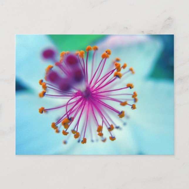 Carte Postale hibiscus 10 (Devant)