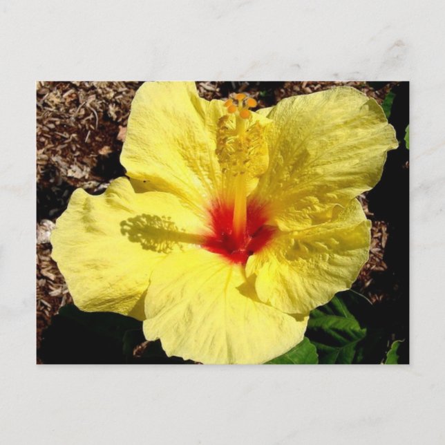 Carte Postale hibiscus 11 (Devant)