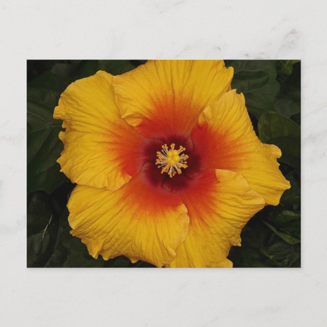 Carte Postale hibiscus 18 (Devant)