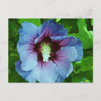 Carte Postale hibiscus 4