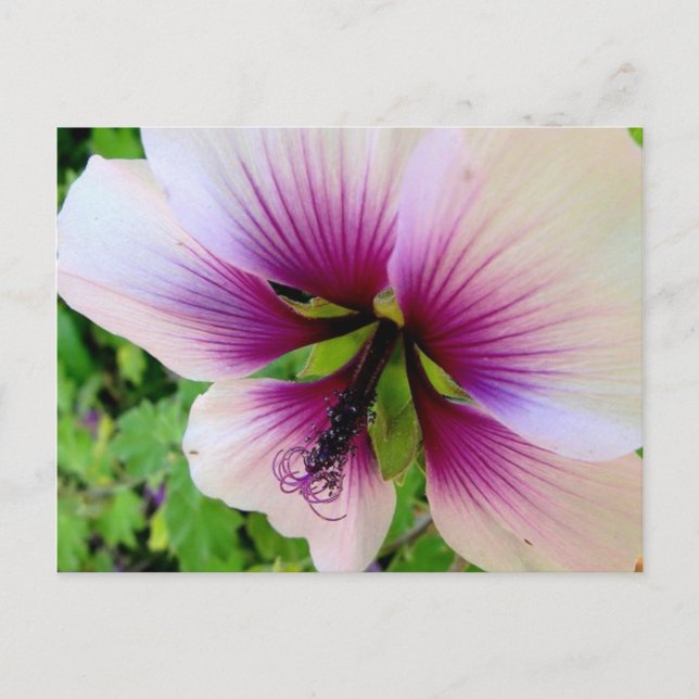Carte Postale hibiscus 7 (Devant)